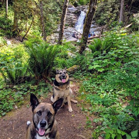 Off leash dog trails near me. Things To Know About Off leash dog trails near me. 